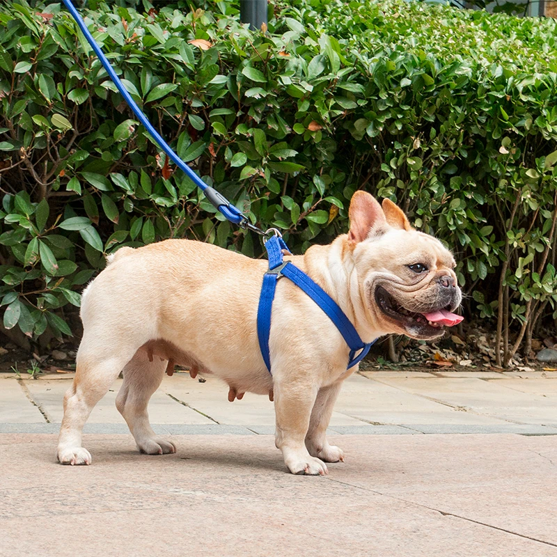 corgi dog collars