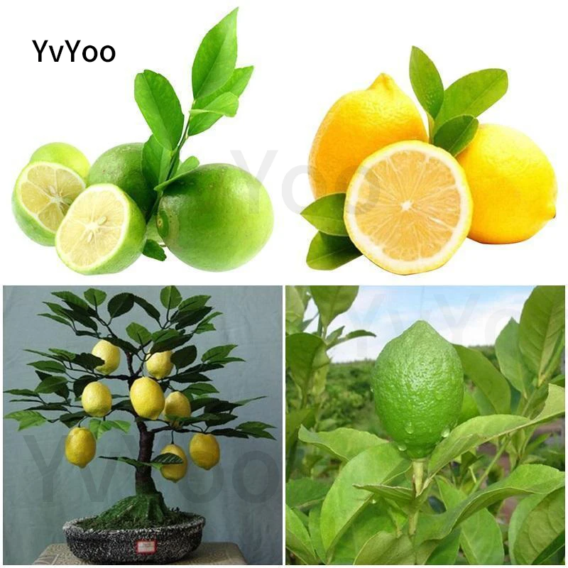 YVYOO Edible Fruit Meyer Lemon bonsai, Exotic Citrus Bonsai Lemon Tree Fresh plants fruit vegetable,20 pcs/bag B27 YVYOO Edible Fruit Meyer Lemon bonsai, Exotic Citrus Bonsai Lemon Tree Fresh plants fruit vegetable,20 pcs/bag B27