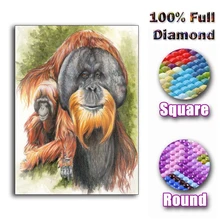 

Full Square Diamond 5D DIY Diamond Painting "Lovely orangutan" Embroidery Cross Stitch Rhinestone Mosaic Painting Home Decor