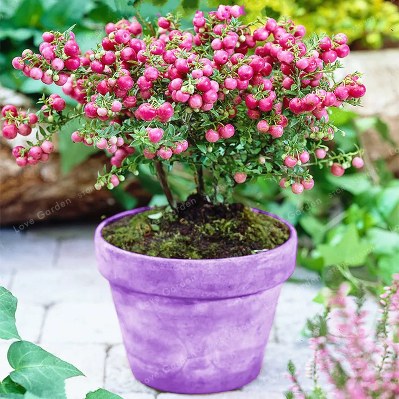 

Gaultheria Pumila Bonsai DIY Plants Rare Fruit Plants Bonsai Beautiful Bonsai Plant Home Garden Easy To Grow 10 Pcs
