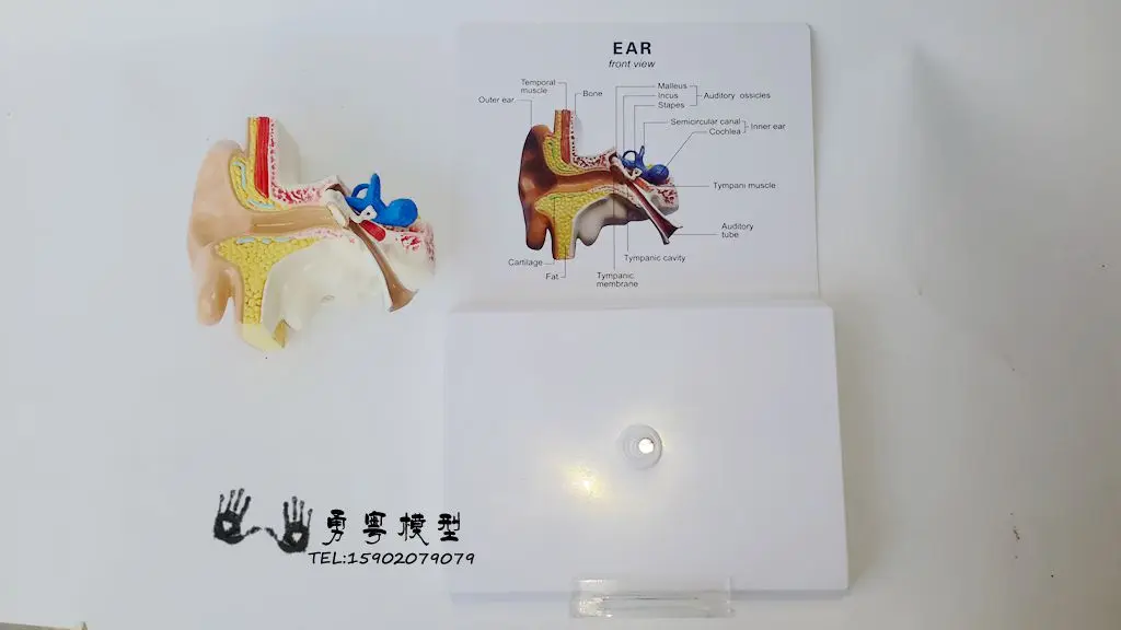 1:1 модель уха Ушная анатомическая модель структура уха Модель