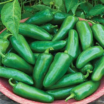 

120 Pcs Jalapeno Chile Pepper Bonsai Fast Growing DIY Home Garden Vegetable Plant Most Popular Pepper For Home Garden Bonsai
