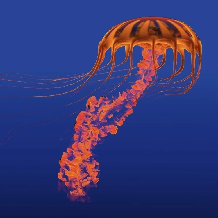 Orange jellyfish illustration Poster Print (32 x 24)