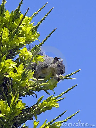 100 шт свежий настоящий Puya berteroniana Oo-Puya chilensis Flower F