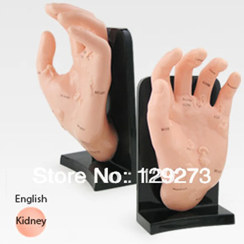 

English Medical Acupuncture Model Hand Acupuncture Points Model 20cm