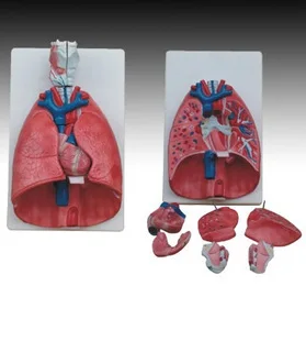 

TRAINING MANIKIN Natural big model model FOR Nursing doctor