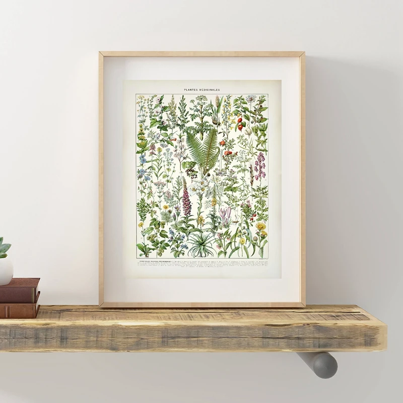 Botanical Medicinal Plants Prints Home Wall Decor