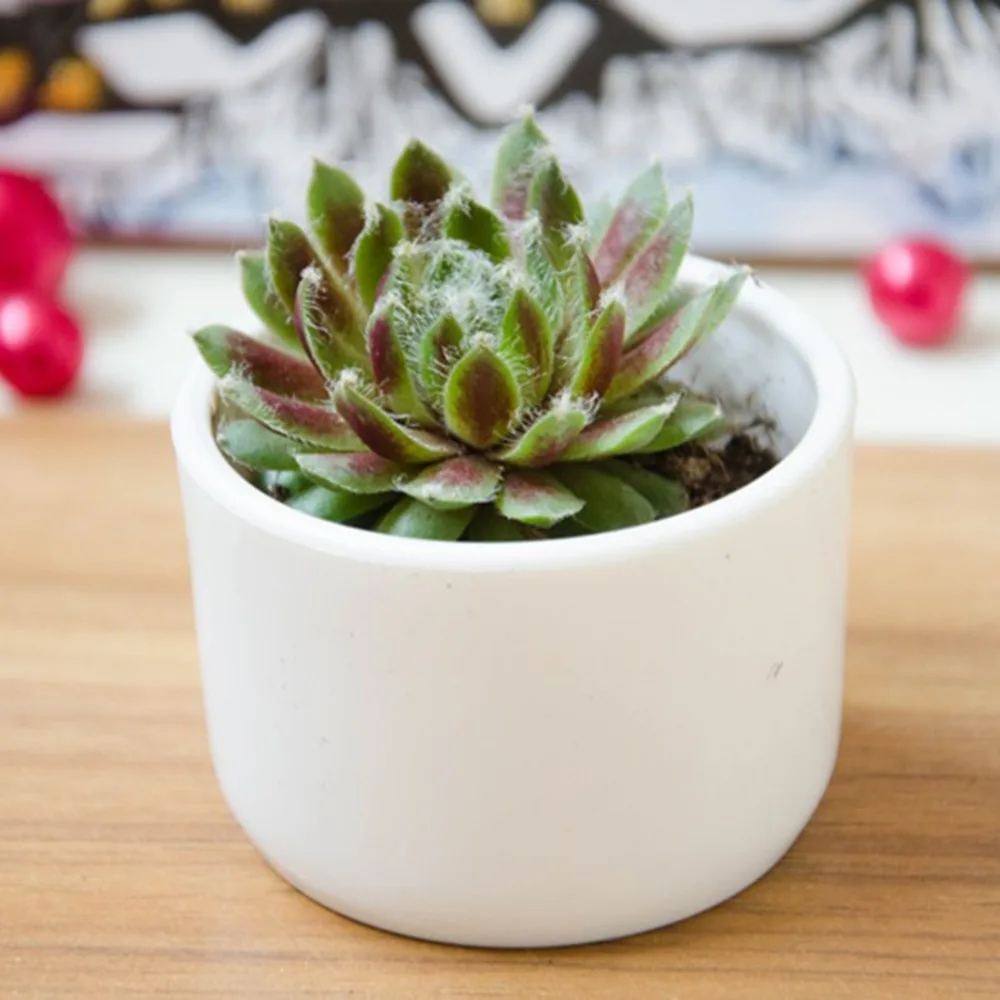 Succulent Plant Flowerpot Fleshy Flower Decorative Round Pot Box