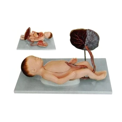Cordon Ombilical Placenta Modele De Structure Viscerale Bebe A Long Terme 43 5x16 5x10 5cm Aliexpress