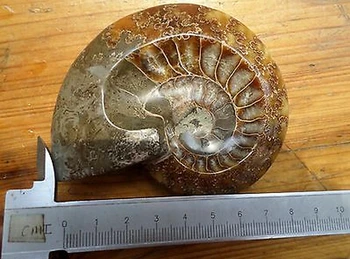 

AAAAA+138g NATURAL Conch fossil Crystal CRYSTAL carving ashtray