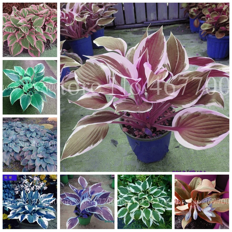 

Sale ! 100 Pcs Bonsai Hosta Mixed Bonsai Jardin Perennials Lily Flower Pot White Lace Diy Home Garden Ground Cover Plant Grass