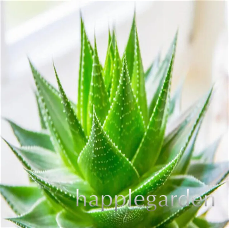 

500 pcs Succulent Aloe bonsai Rare Herb Plant Polyphylla Rotation Aloe Vera Queen Bonsai Succulents Plants for Home & Garden