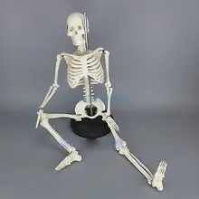 Physique Mini Anatomical Skeleton Human Model Stand Poster Medical Learn Aid Anatomy 85CM