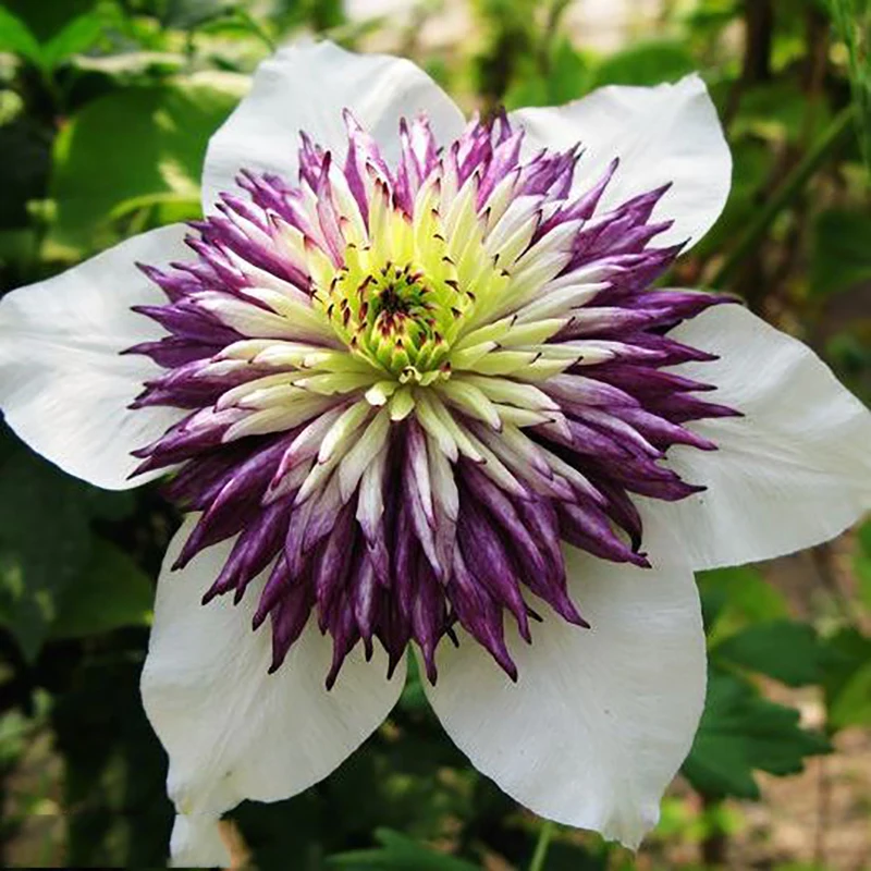 

Vine Clematis potted clematis garden flowers no the clematis bulbs 50 /bag home garden