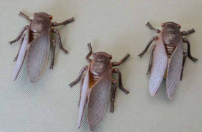 Simulation model of toy cicadas Collection Decorat...