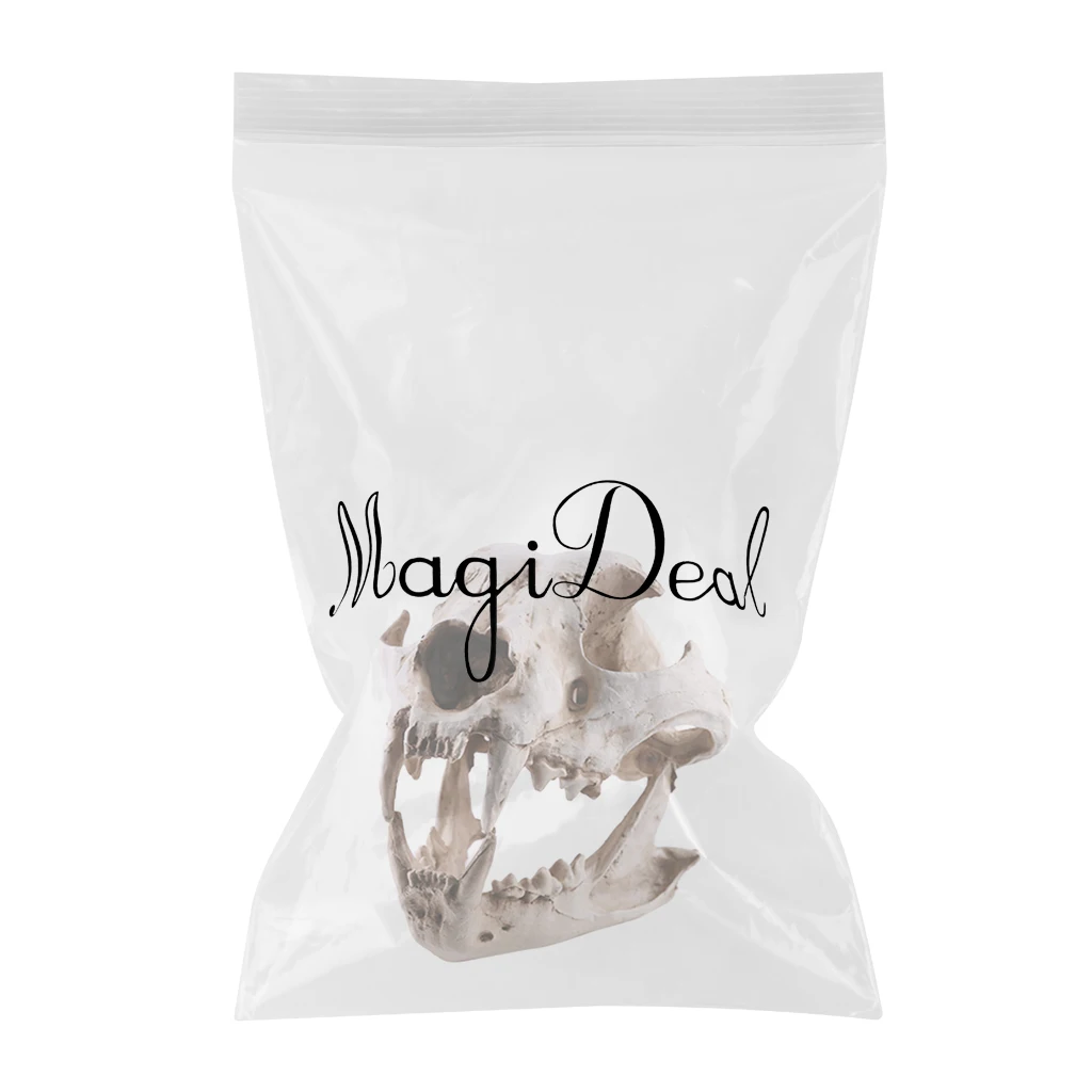 Resin Dog Canine Model Anatomy Skull Head Drawing School Figurine Decor Statues