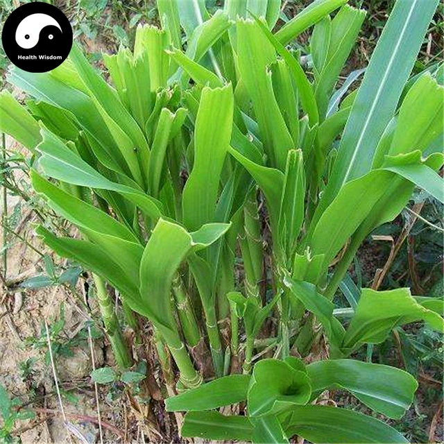 Buy Corngrass Semente 250pcs Plant Herb Corn Grass Purus Frumentum