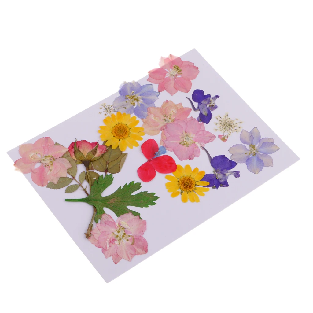 MagiDeal Multi Kind Pressed Real Dried Flowers Leaves DIY Phone Case Scrapbook Crafts Artificial Flowers For DIY craft Projects