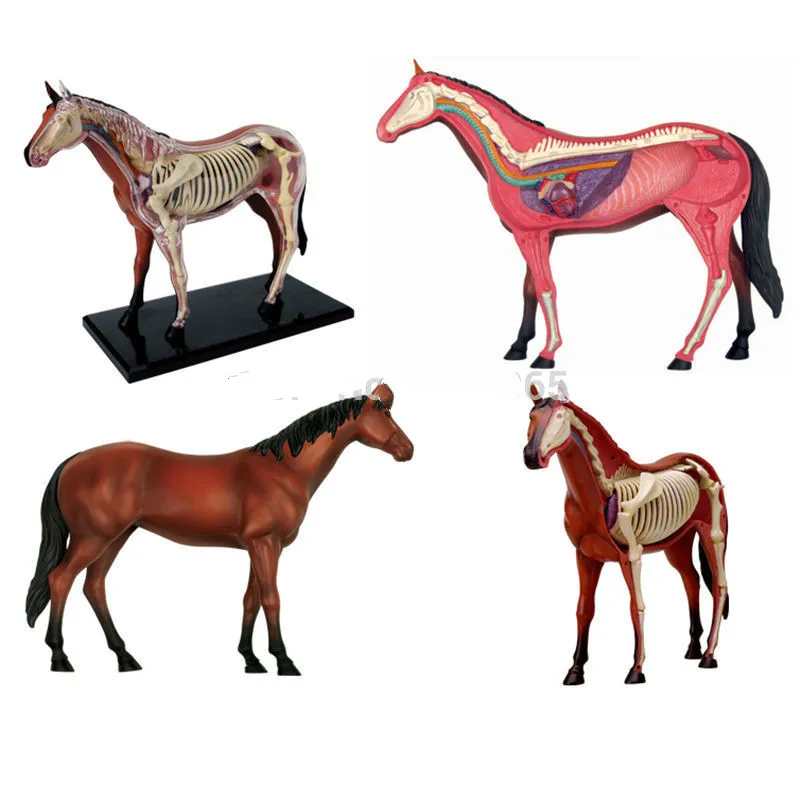 Собранные аниме лошадь Анатомия медицинская анатомическая модель животного с органами головоломки для детей Скелет развивающие наука игрушки
