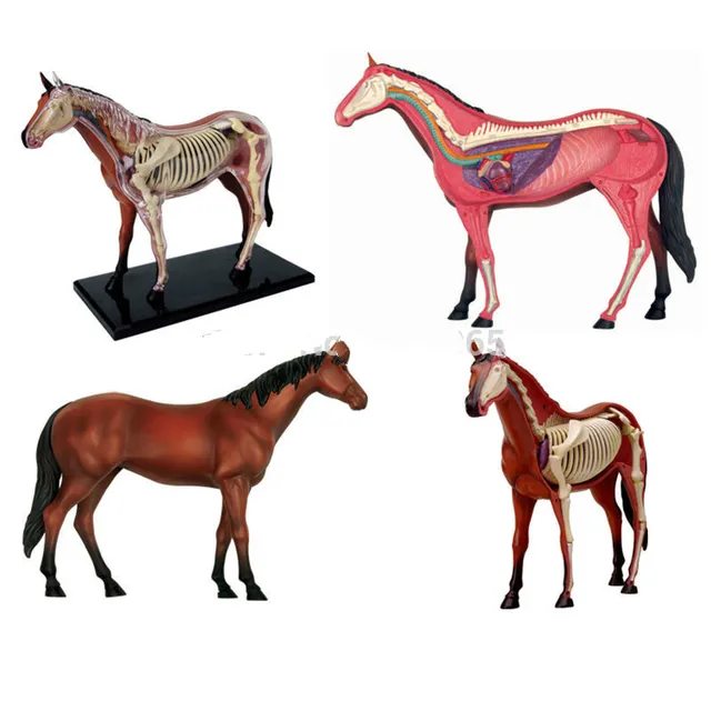 horse anatomy