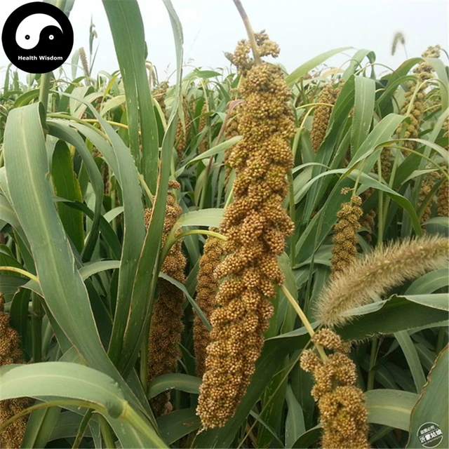 Acheter Millet Semente 300 pièces plante herbe chinoise nourriture