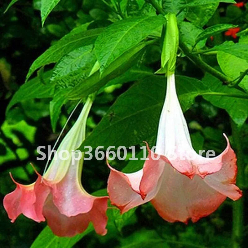 

100Pcs Rainbow Brugmansia Datura Bonsai, Dwarf Brugmansia Angel Trumpets Bonsai Flower Tree, Rare Potted Plant For Home Garden