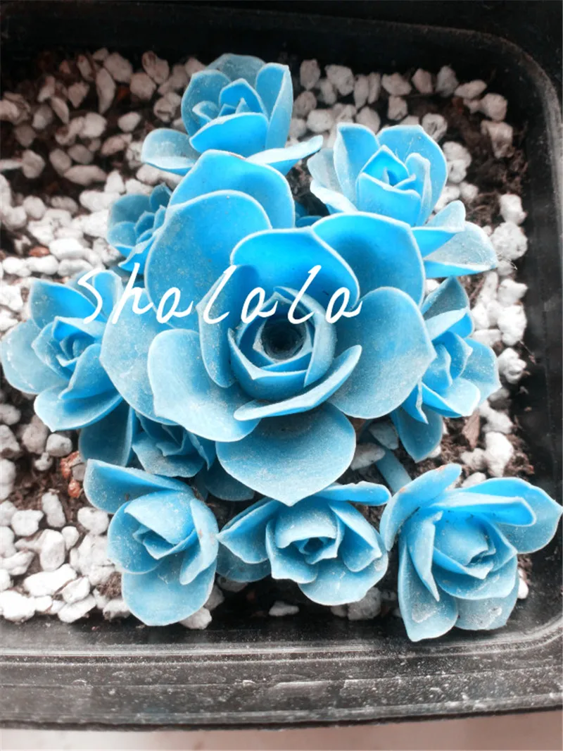 100 pcs Rare blue succulent plants like rose flower ...
