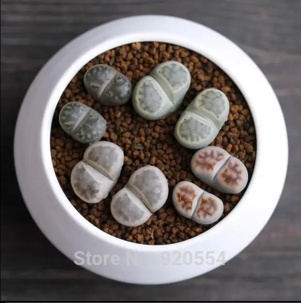 Rare stone flower! 50pcs Lithops- Succulents-- DIY home garden free shipping