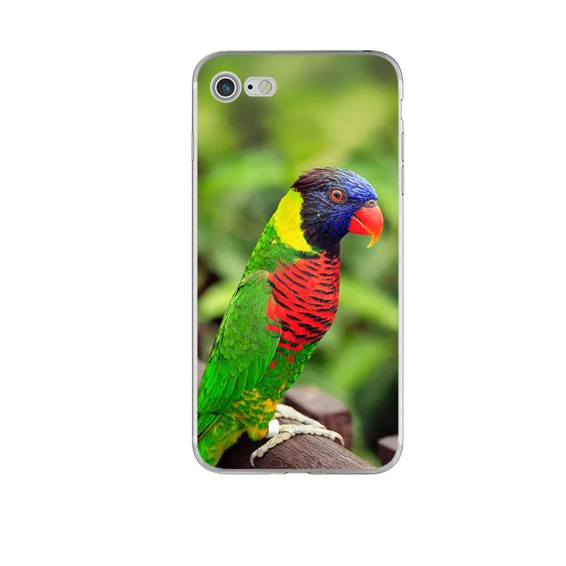 animal (7)