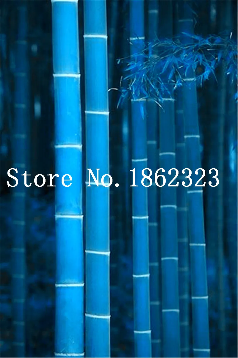 Free Shipping 40 Pcs Bamboo Phyllostachys Pubescens Rare Giant Bamboo bonsai Bambusa Lako Tree For Home Garden Plant