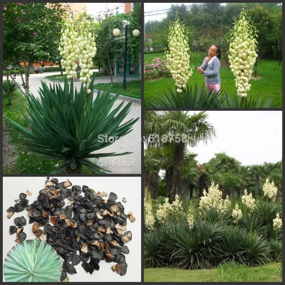 

50pcs Fresh Real Yucca gloriosa semillas Bonsai flower semillas