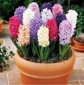 

Genuine Dutch champagne hyacinthus bonsais flower bonsais bonsai balcony Hyacinthus Orientalis bonsais 5pcs