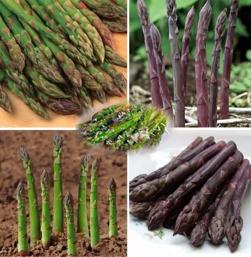 

50 Pcs Green Asparagus Officinalis Bonsai One Of The World's Top Ten Dishes The Healthiest Delicious Nutritious Vegetable Bonsai