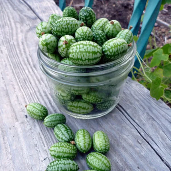 30 Pcs Thumb Watermelon Plants Mini Vegetable Indoor Plant Seeds Best