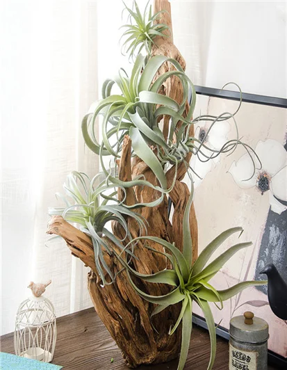 Bulbosa хлопок конфеты Детские Осьминог Искусственные Поддельные airplant тилландсия Capitata Steptophylla usneoid как настоящие растения суккулент