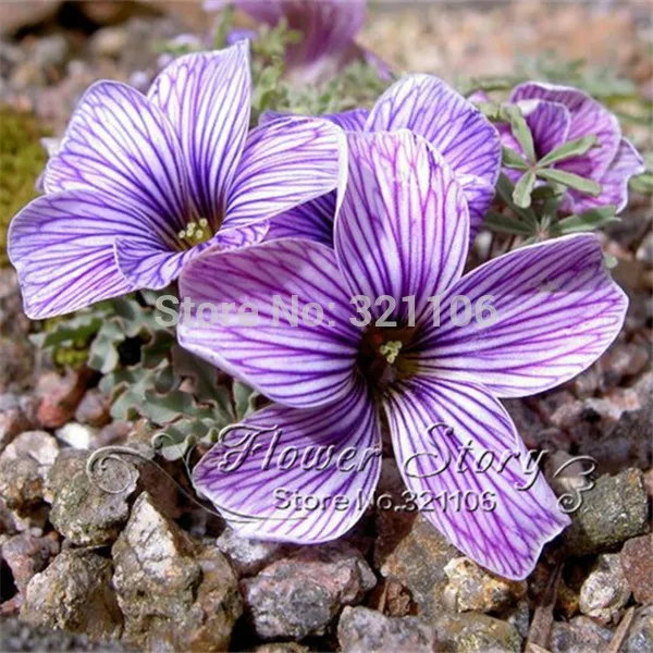 09 30 Belle Fleur Rouge Rayures Oxalis Laciniata Charme Bonsaï En Pot Fleur Dans Bonsaïs De Maison Jardin Sur Aliexpresscom Alibaba Group