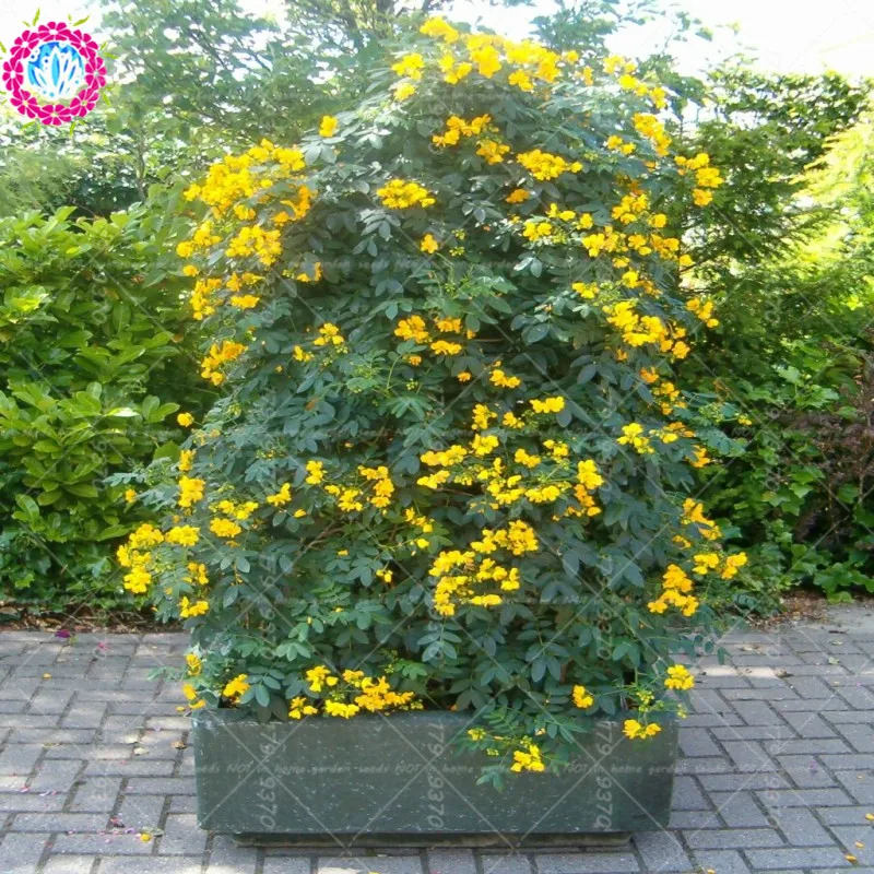 

50pcs cassia herbs , cassia tea has the effect of weight loss.Flower Bonsai for home&garden planting potted