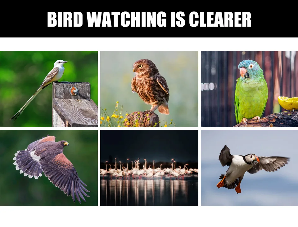 Compactos para Observação de Aves à Prova Telescópio para Viajar Scokc Binóculos Dwaterproof Água Bak4 Nitrogênio Preenchido Caça Birding 8x42 25 aves à prova dwaterproof água bak4 nitrogênio