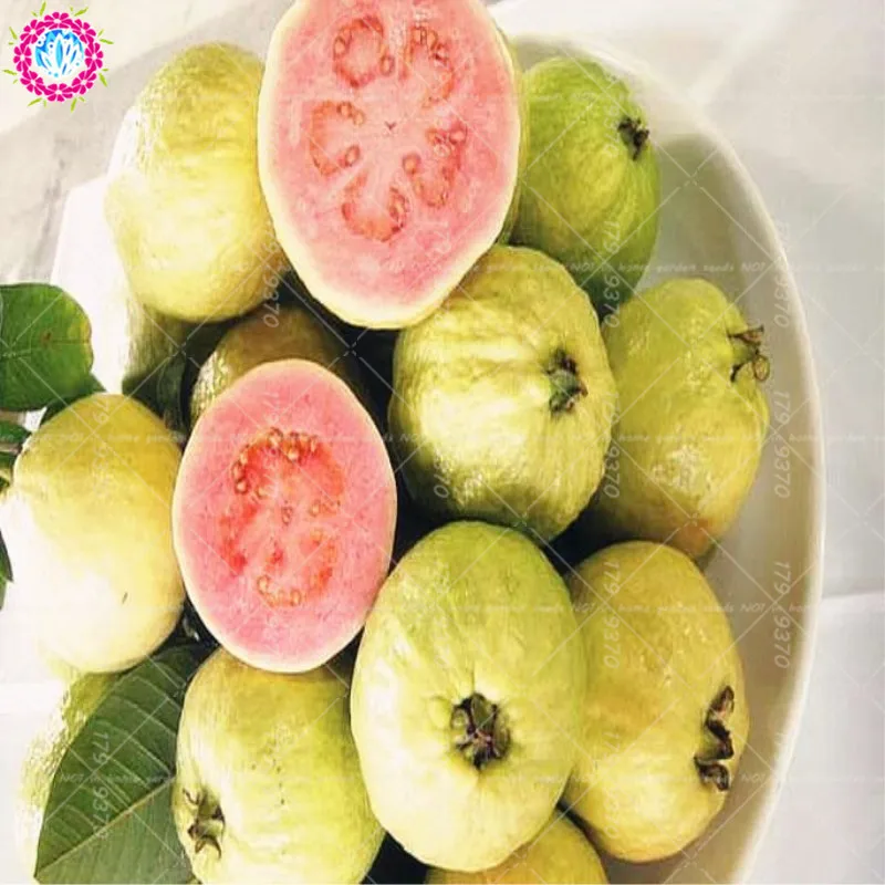 

30pcs Bonsai Guava Psidium guajava Bonsai fruit tree Perennial tropics potted plants for home garden plants planting
