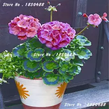 New Geranium Seeds Pelargonium Semillas De Flores Garden Plant Seeds Garden Decoration Halloween Bonsai 20 Particles