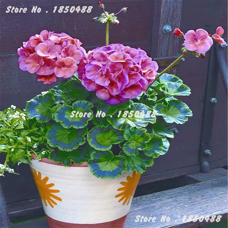 New Geranium Seeds Pelargonium Semillas De Flores Garden Plant Seeds Garden Decoration Halloween font b Bonsai