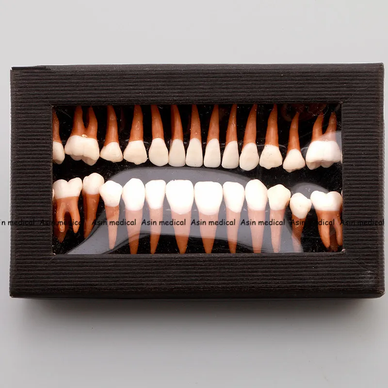 Высокое качество стоматологические пероральные 28 шт. взрослые постоянные модели зубов полный месяц стоматологический подарок коммуникационные модели зубов