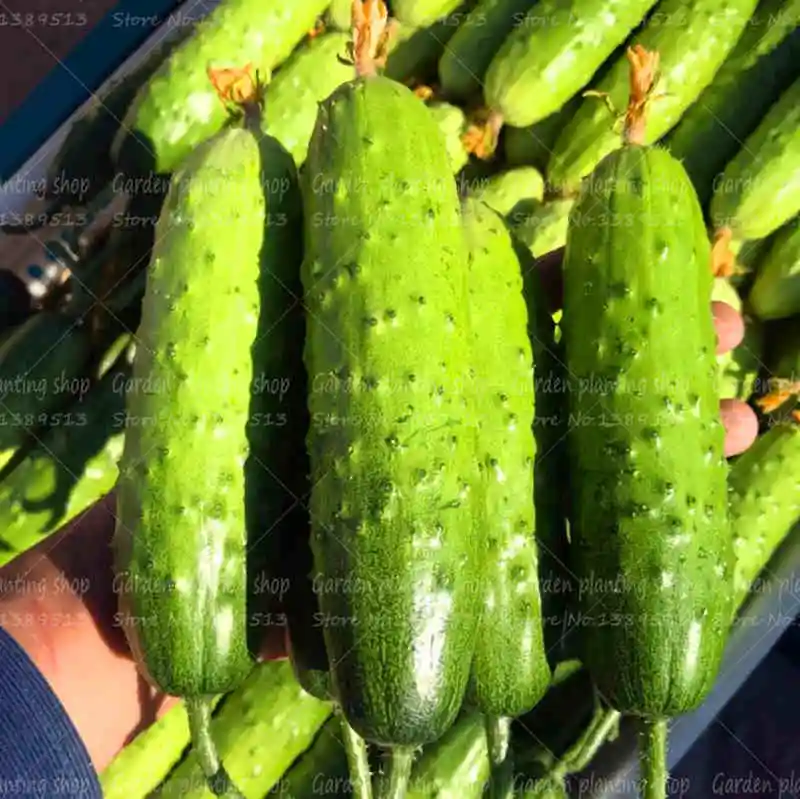 

100Pcs/Bag Cucumber Plant Bonsai Plant Vegetables Green Healthy Family Vegetable Garden Potted Plant Delicious Planting