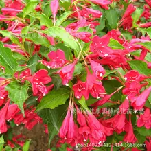 2017 Sale Summer Seeds Seasons Weigela Tree Wholesale Authentic Mountain Zhi Ma Colored Seeds Begonia Real Shot 0.2kg/lot