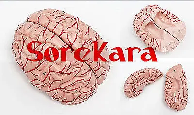 

1:1 Human Anatomical Brain Epiphysis Dissection Medical Organ Teach Model School Hospital