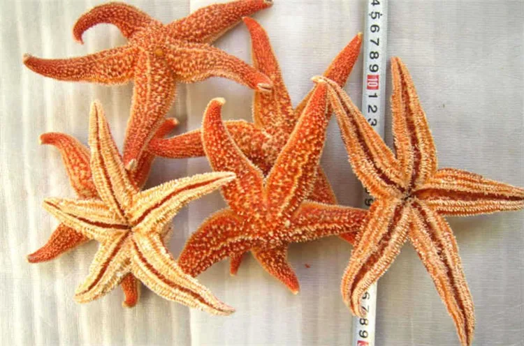 Natural Starfish 5