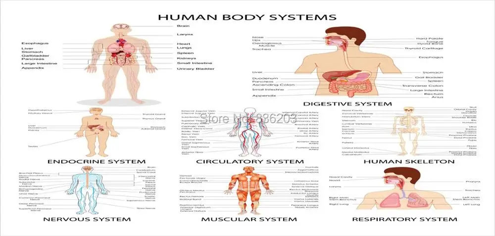 Травматический анатомический скелет, травма, медицинские инструменты, печатная керамическая кофейная кружка, медицинская структура человеческого тела, syatem Anat
