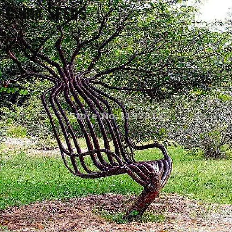 30pcs/pack Rare Garden Chair Tree Seeds Outdoor Ornamental Plant Tree Seed For Home Garden Decoration Japanese Sementes Hot Sale 30pcs/pack Rare Garden Chair Tree Seeds Outdoor Ornamental Plant Tree Seed For Home Garden Decoration Japanese Sementes Hot Sale