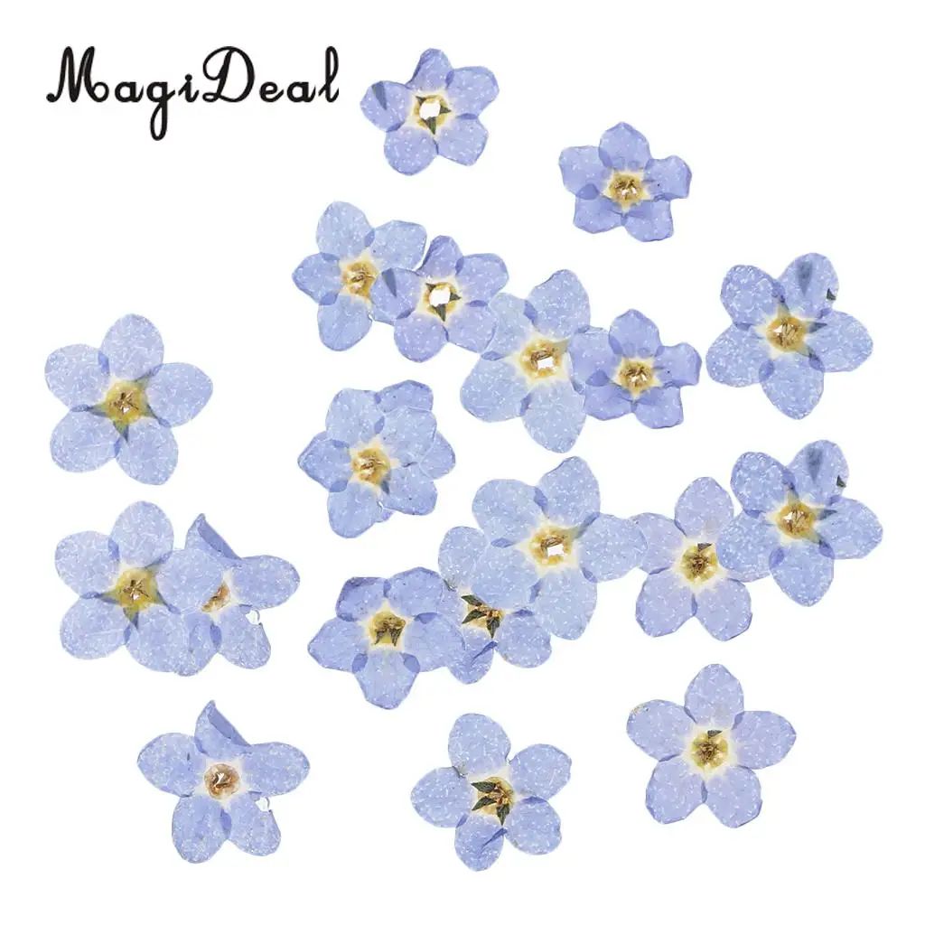 20pcs Natural Real Forget-me-not Flowers Pressed Dried Flowers Embellishments for Art Craft Jewelry Making