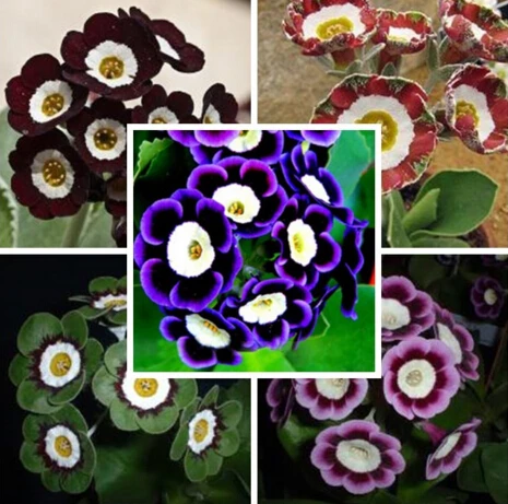 

200 pcs Petunia bonsai Heirloom Hanging rare variety, hardy ,Petunia Flowers Beautiful Flower Garden Light Up Your Garden